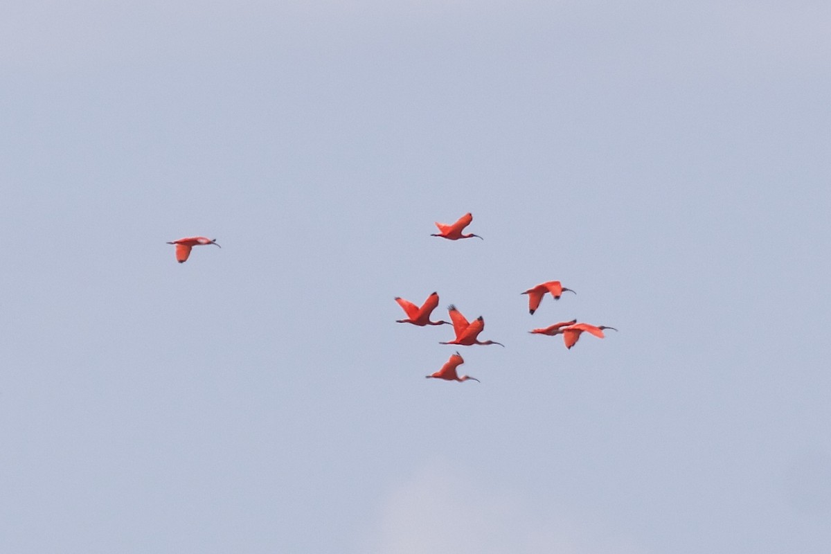 Scarlet Ibis - ML85652001