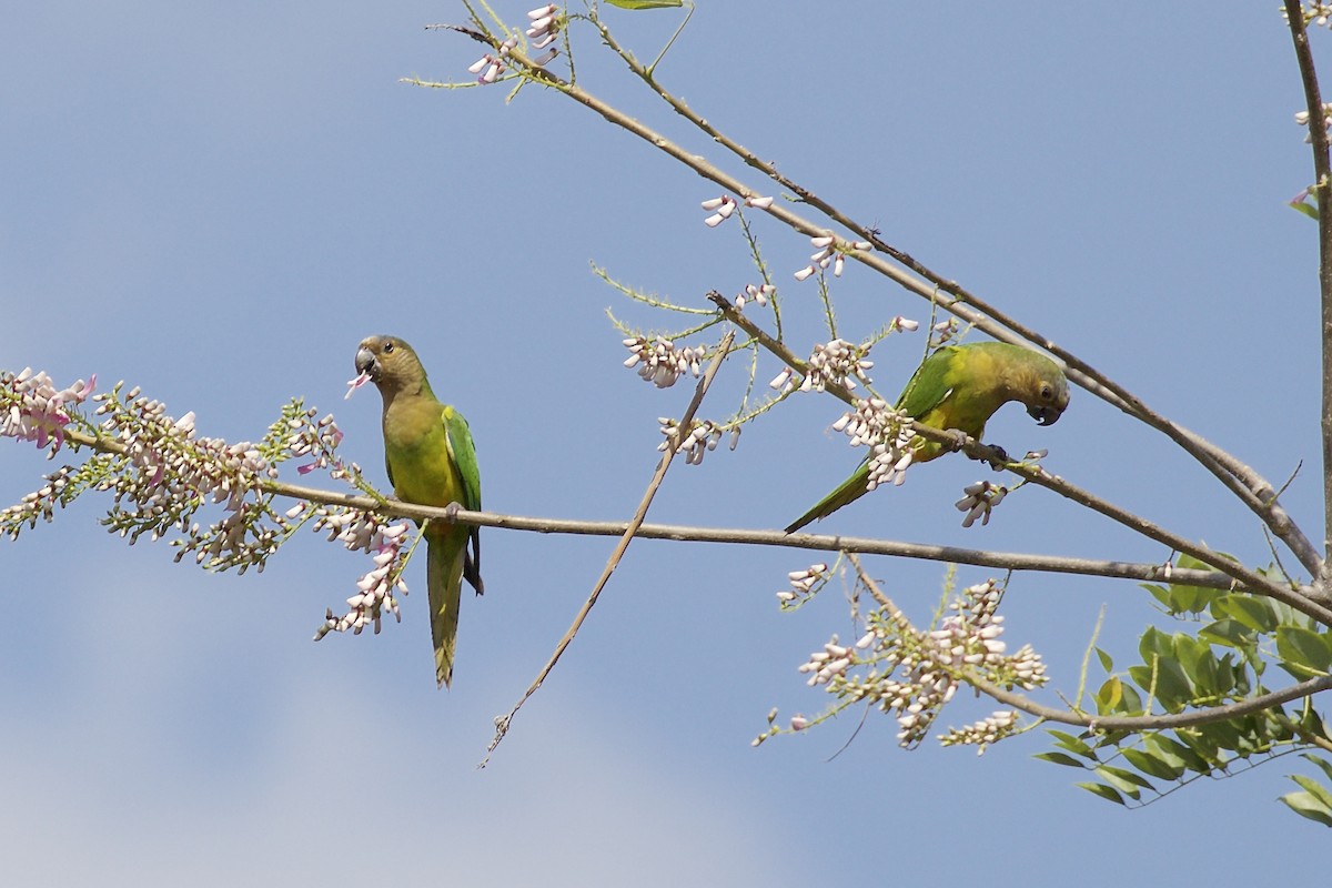 Brown-throated Parakeet - ML85652201