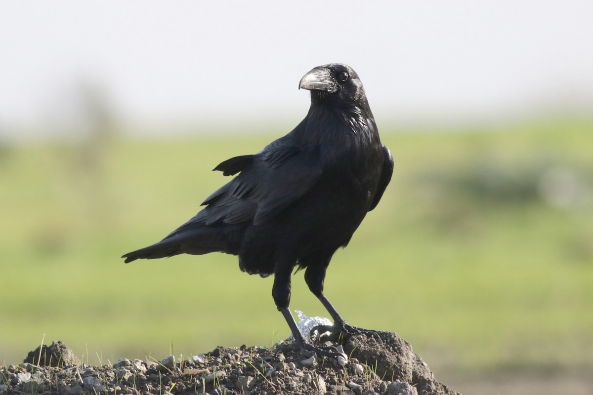Common Raven - J Tanner