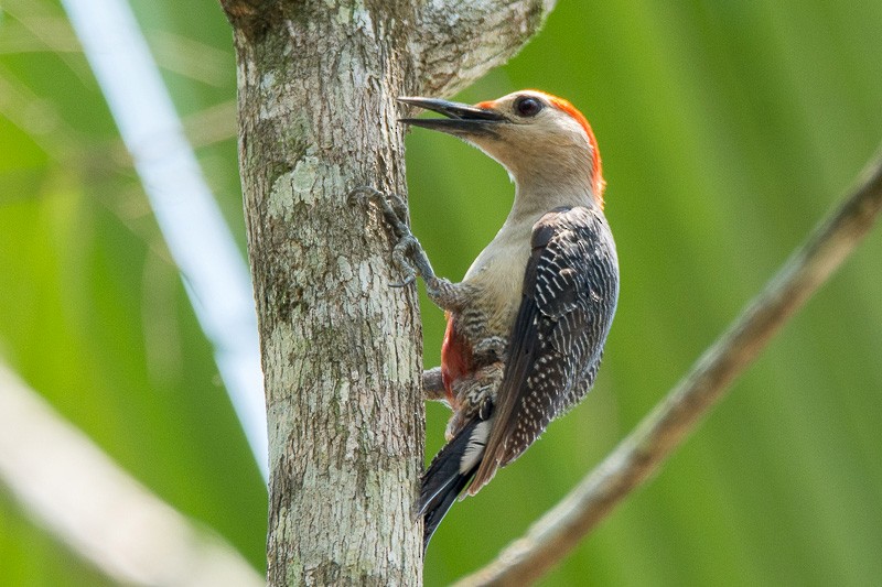 Golden-fronted Woodpecker - Juan Miguel Artigas Azas
