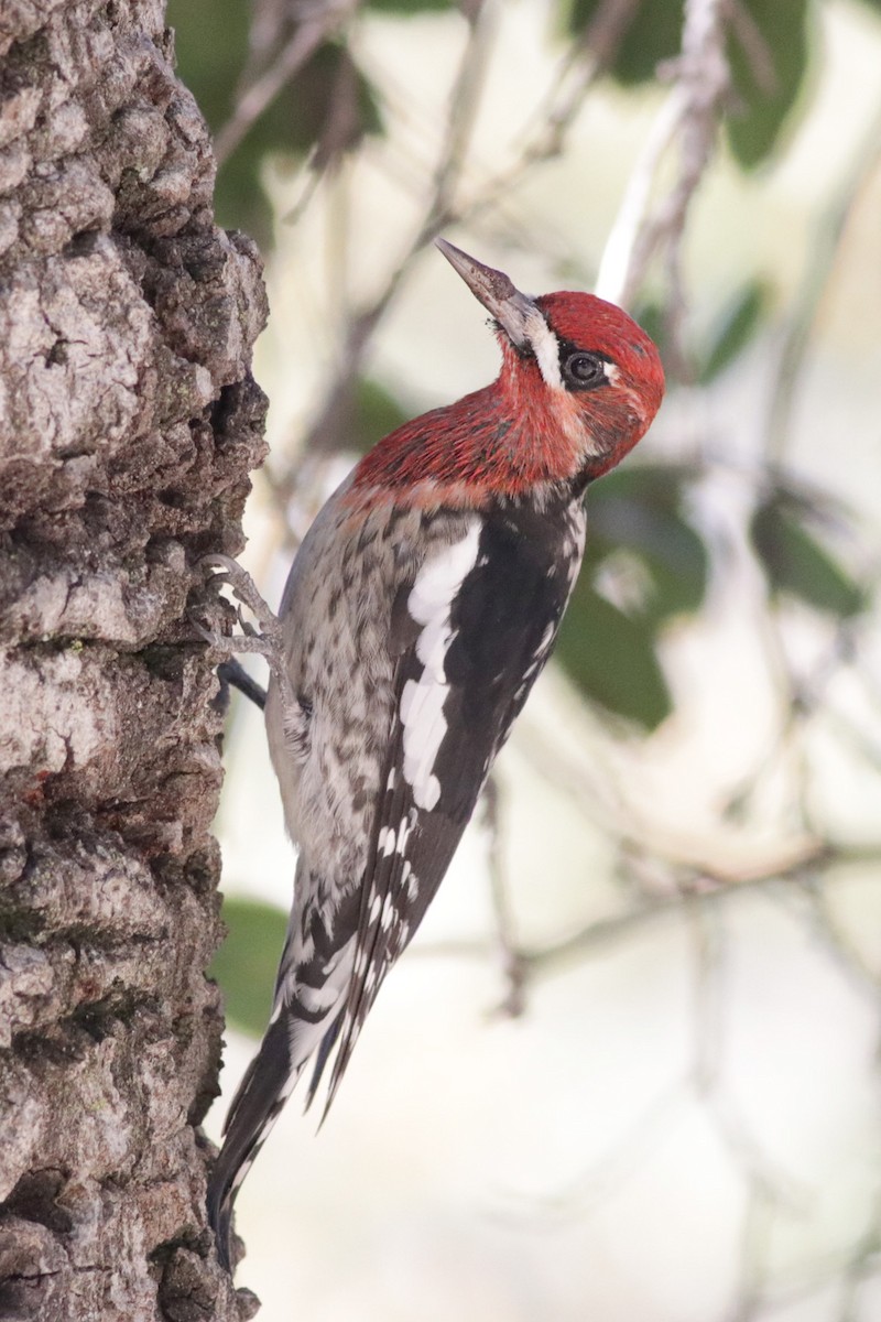 Red-breasted Sapsucker - J Tanner
