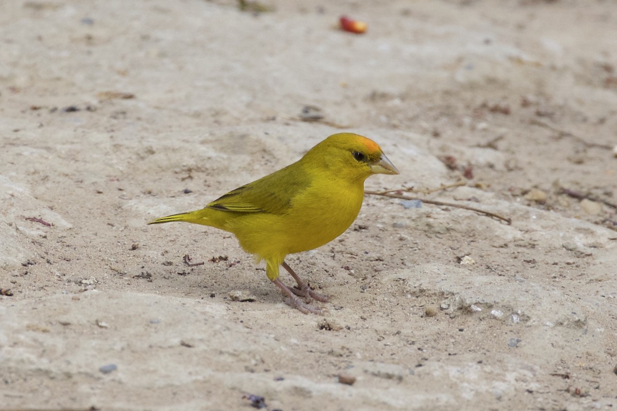 Orange-fronted Yellow-Finch - ML85652861