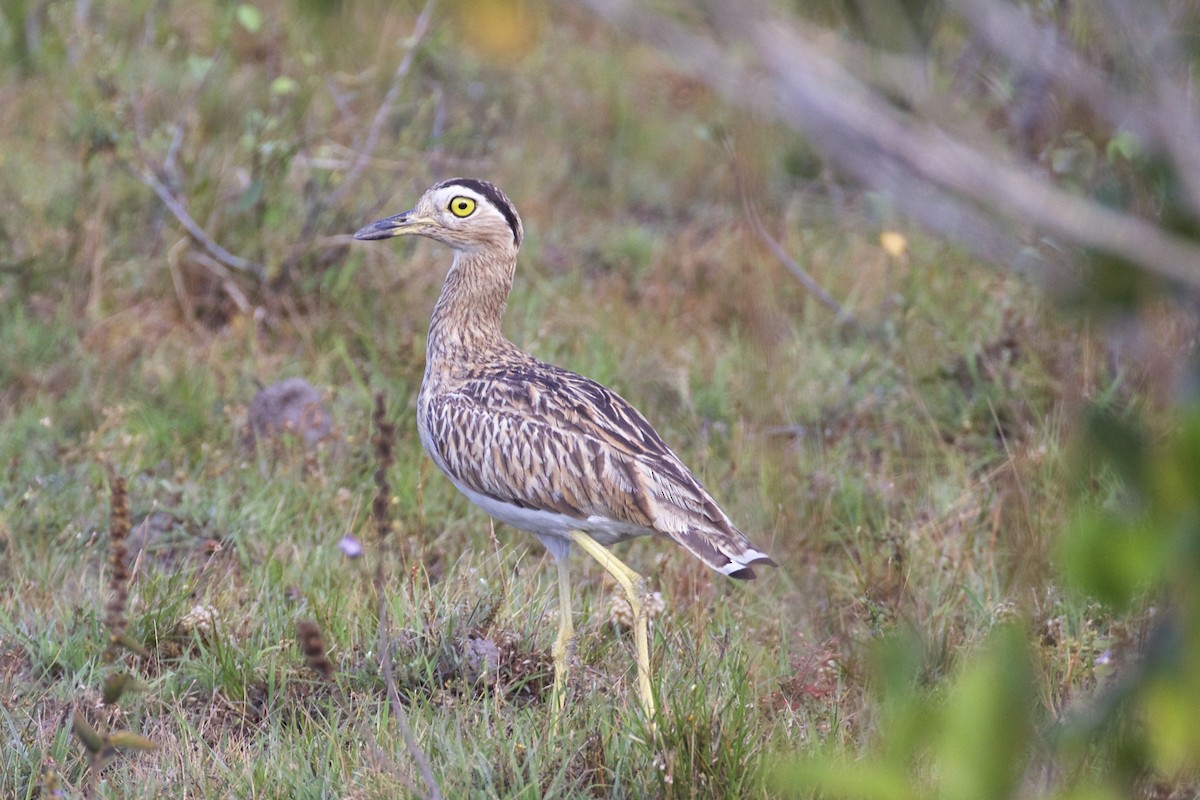 Double-striped Thick-knee - ML85654731
