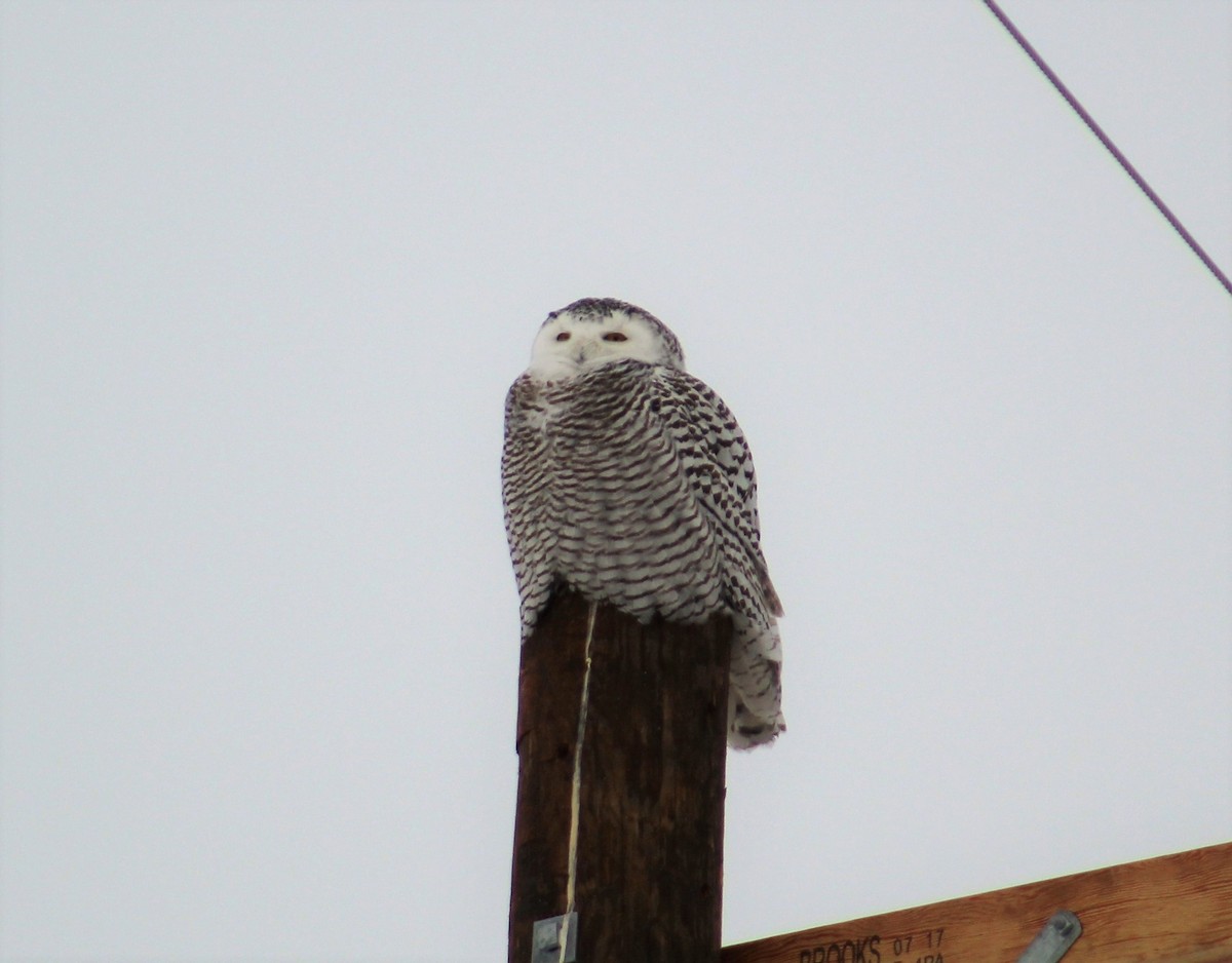 Snowy Owl - ML85656681