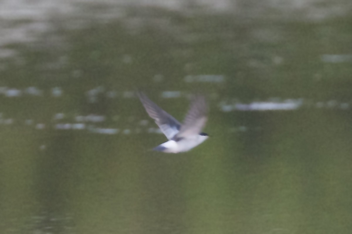 White-winged Swallow - ML85658911