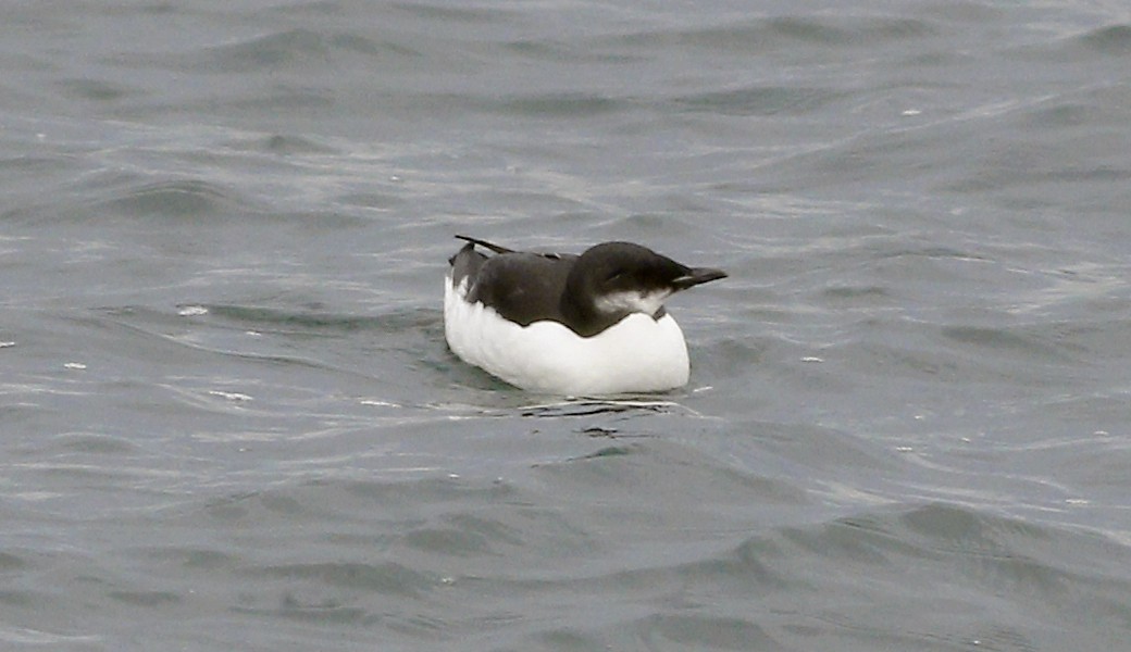 Thick-billed Murre - ML85662651