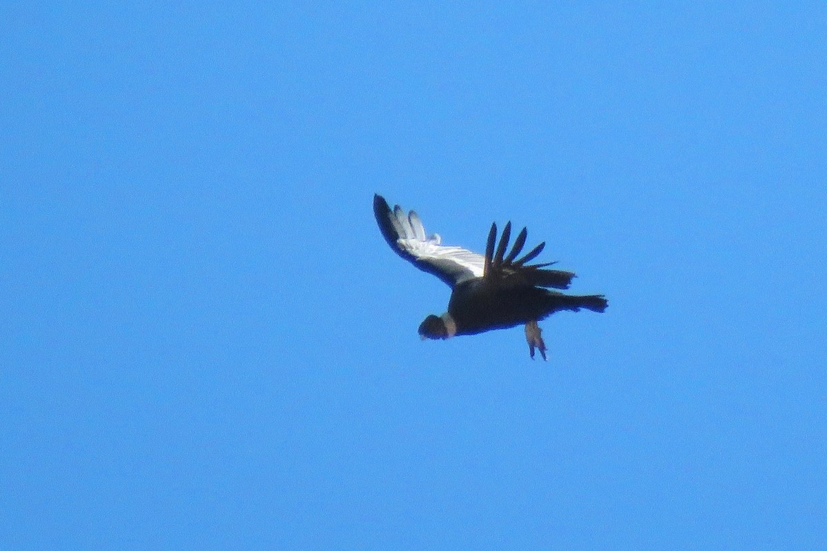Andean Condor - ML85673791