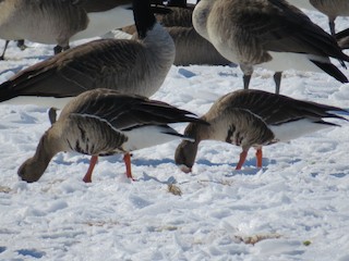 Greater White-fronted Goose, ML85673931