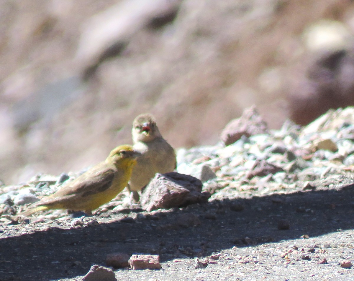 Greater Yellow-Finch - ML85676591