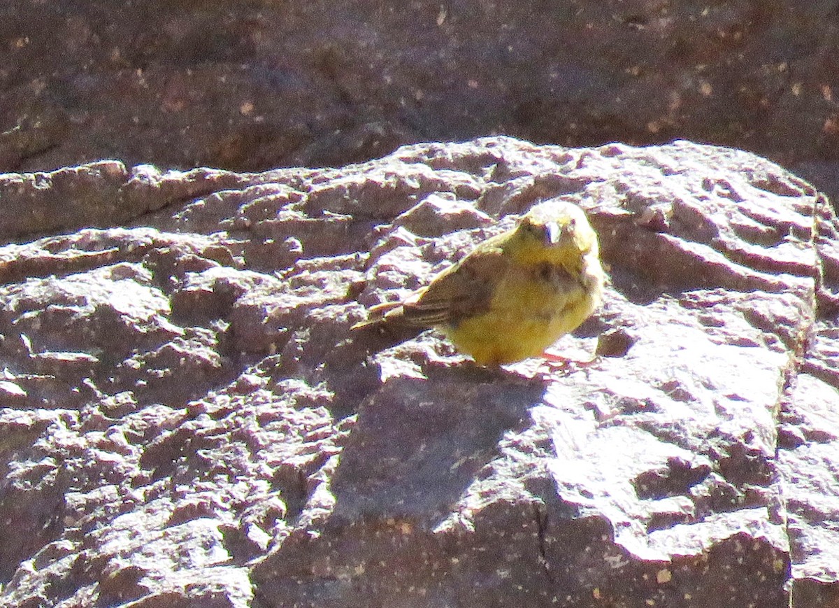 Greater Yellow-Finch - ML85676601