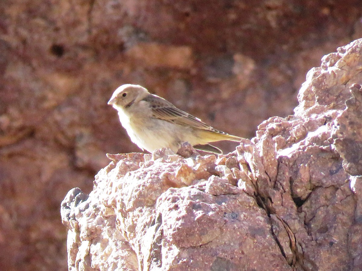 Greater Yellow-Finch - ML85676681