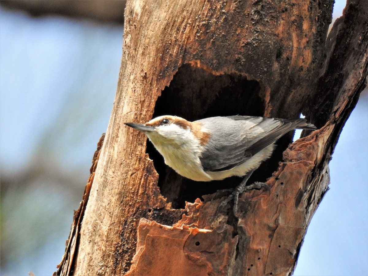 Brown-headed Nuthatch - ML85677781