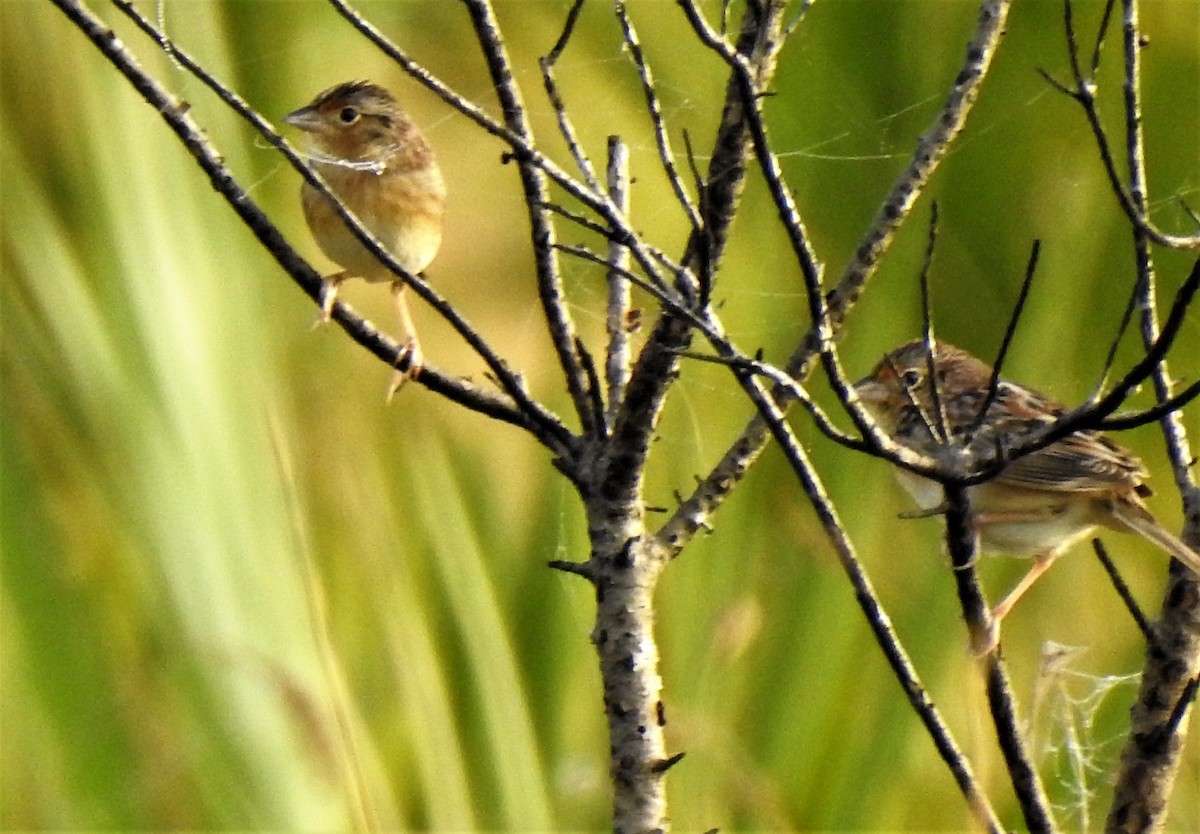 Grasshopper Sparrow - Sharon Wilcox
