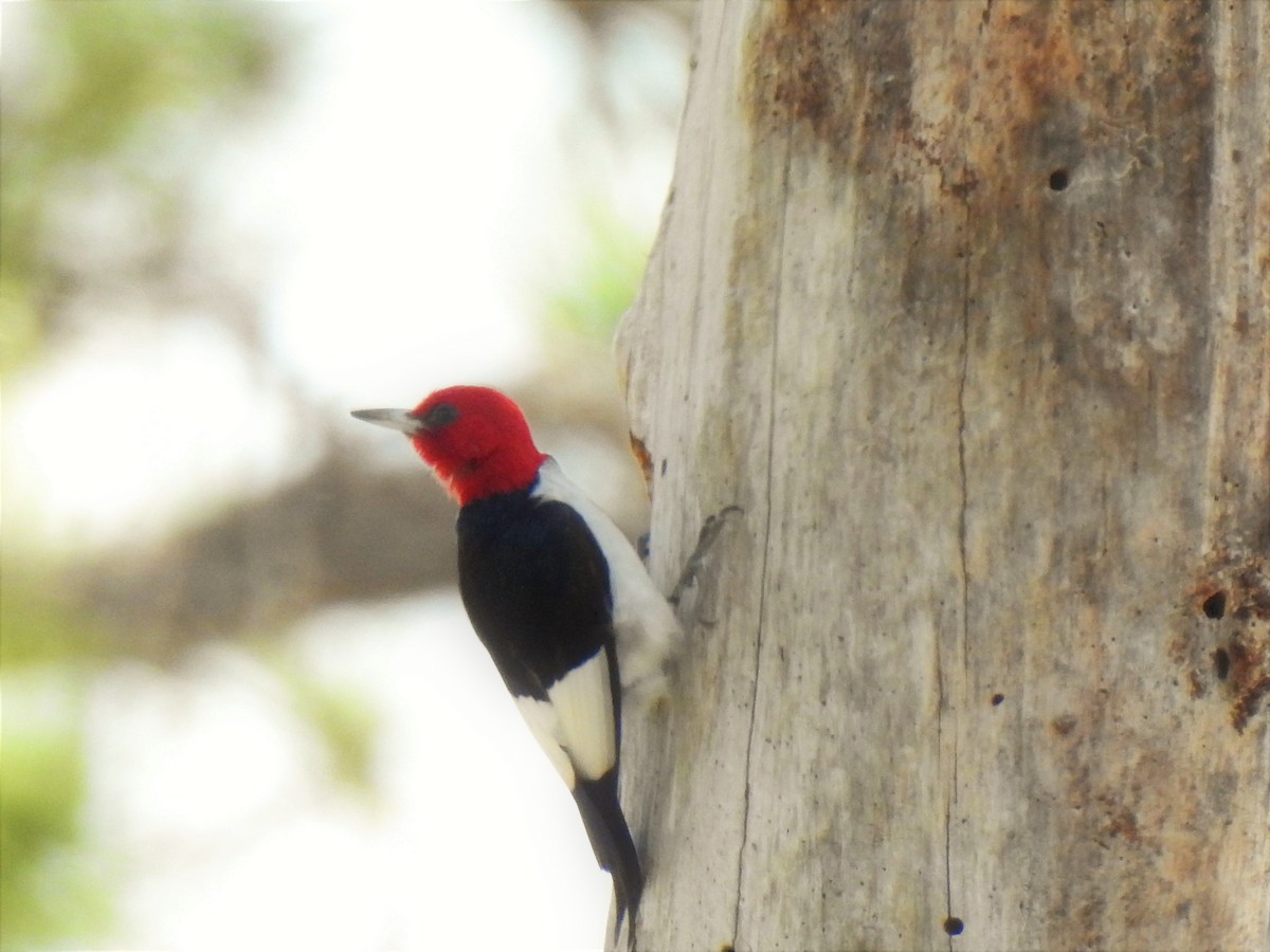 Red-headed Woodpecker - Sharon Wilcox