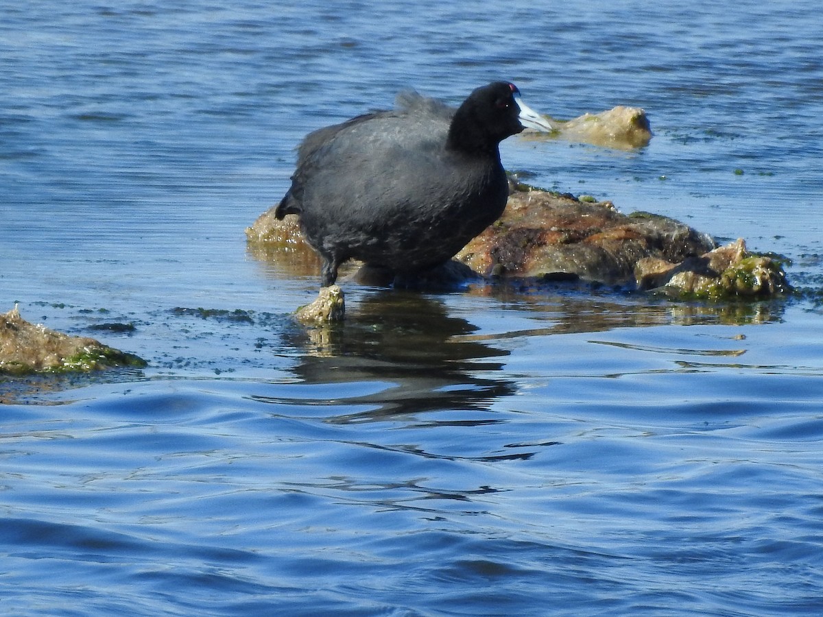 Red-knobbed Coot - ML85680521