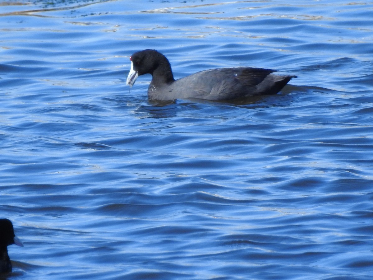 Red-knobbed Coot - ML85680561