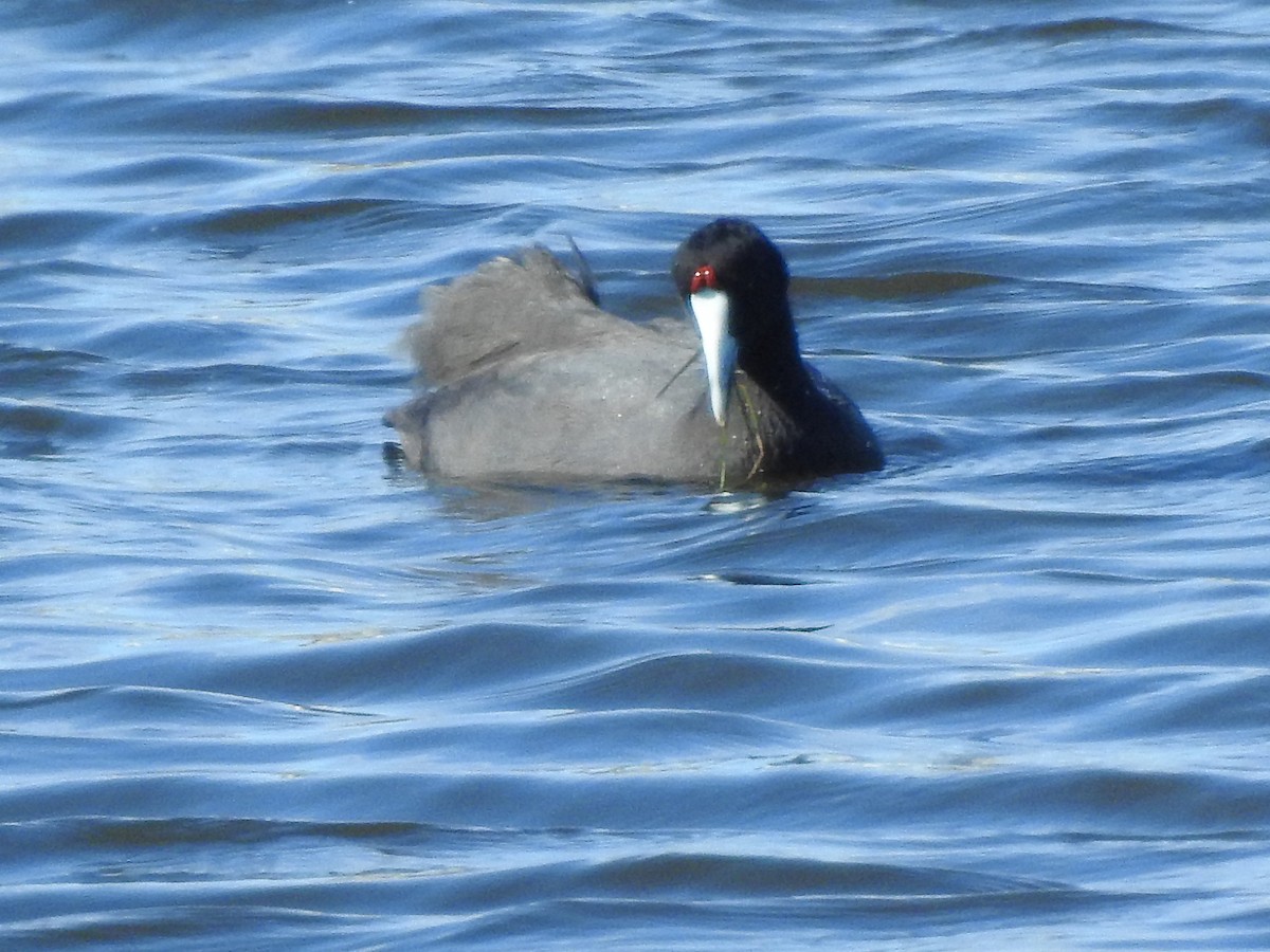 Red-knobbed Coot - ML85680581