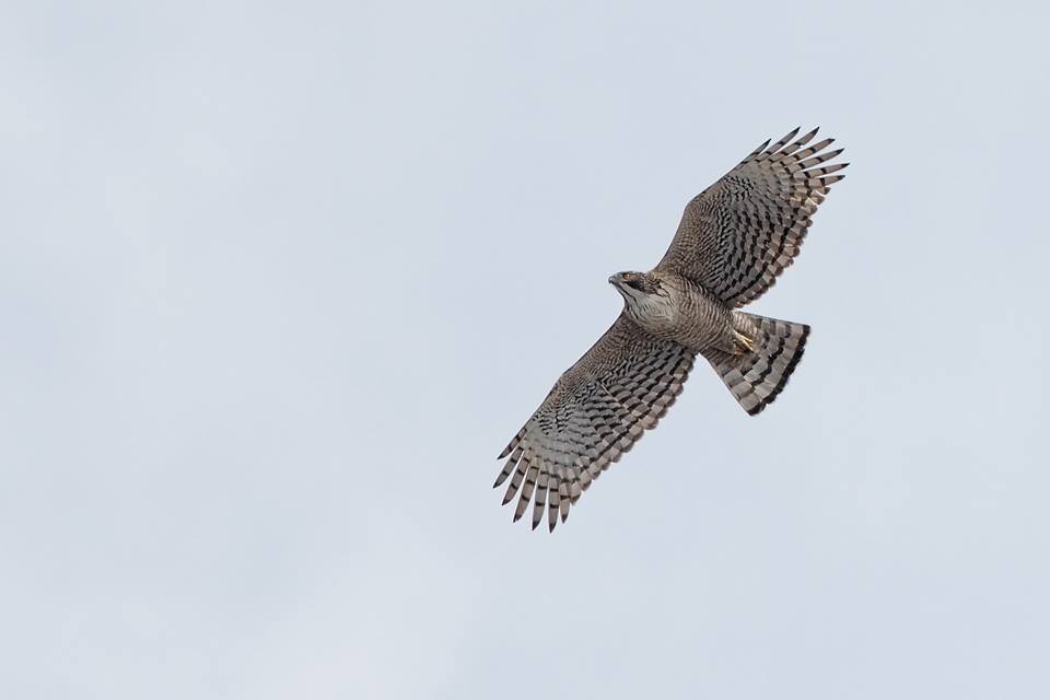 Mountain Hawk-Eagle - Kantori Birders