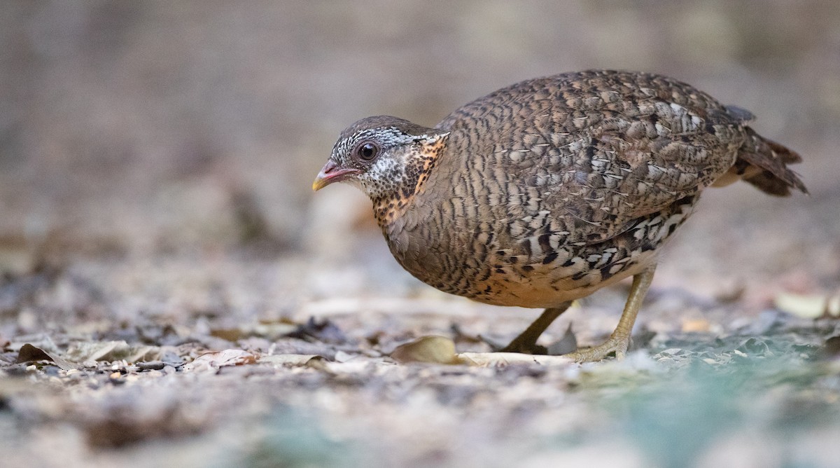Scaly-breasted Partridge - ML85682661