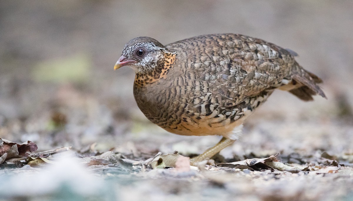 Scaly-breasted Partridge - Ian Davies