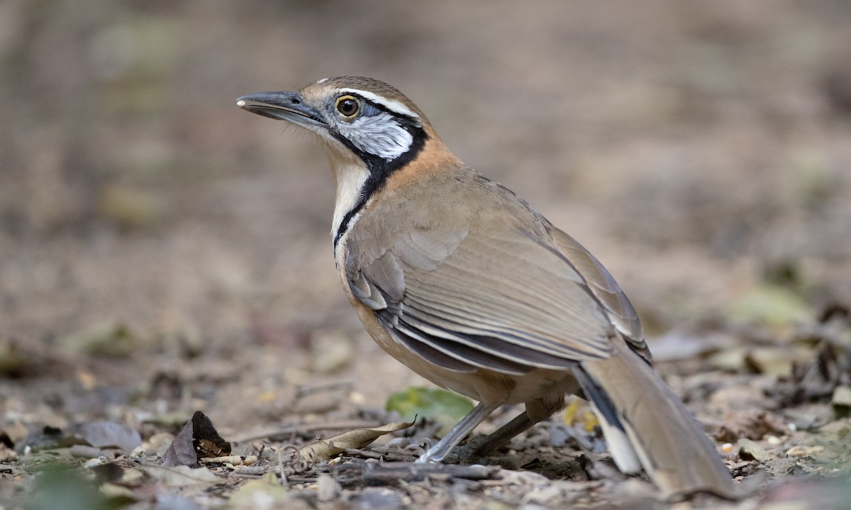 Greater Necklaced Laughingthrush - Ian Davies
