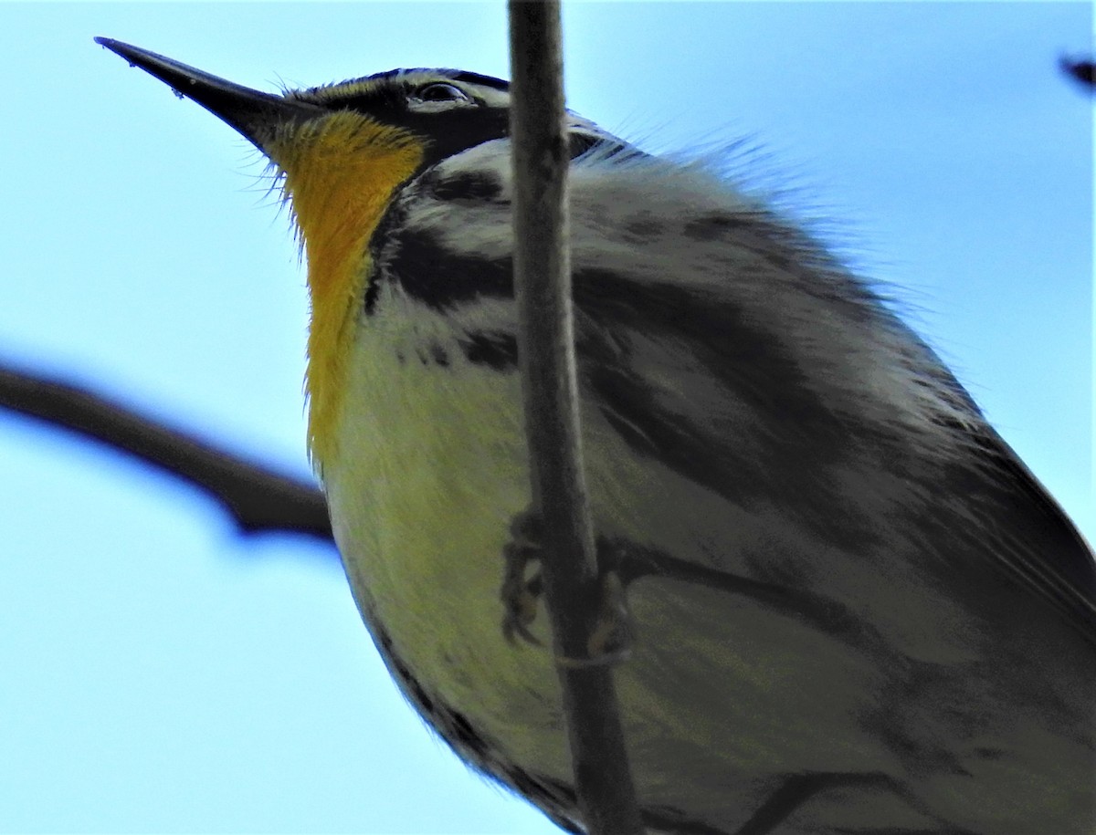 Yellow-throated Warbler - david gabay