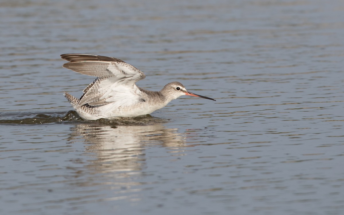 Spotted Redshank - ML85687301