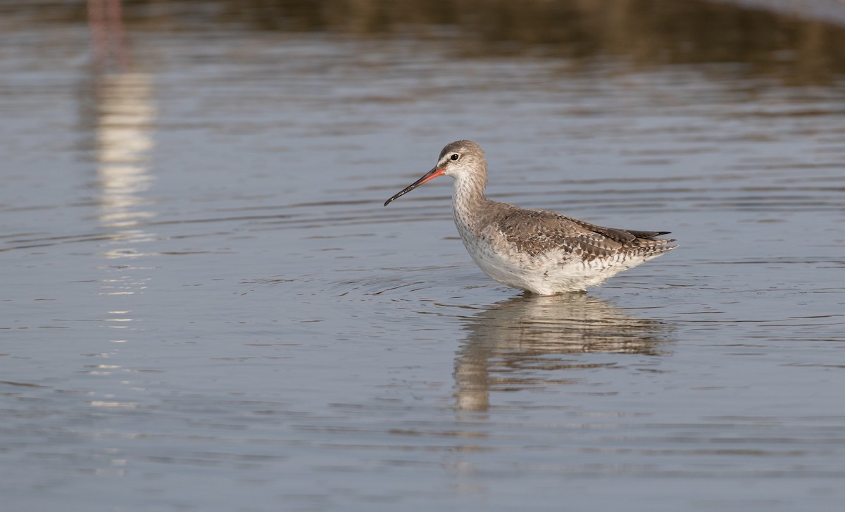 Spotted Redshank - ML85687361