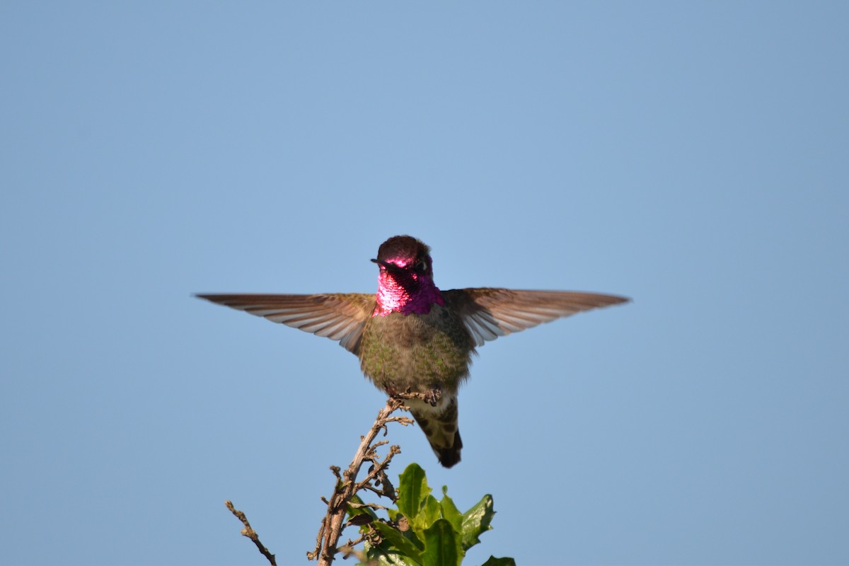 Anna's Hummingbird - naaman abreu