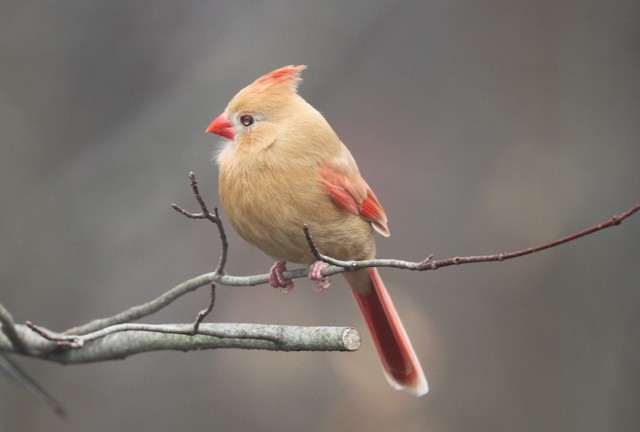 Non-eumelanic female Northern Cardinal. - Northern Cardinal - 