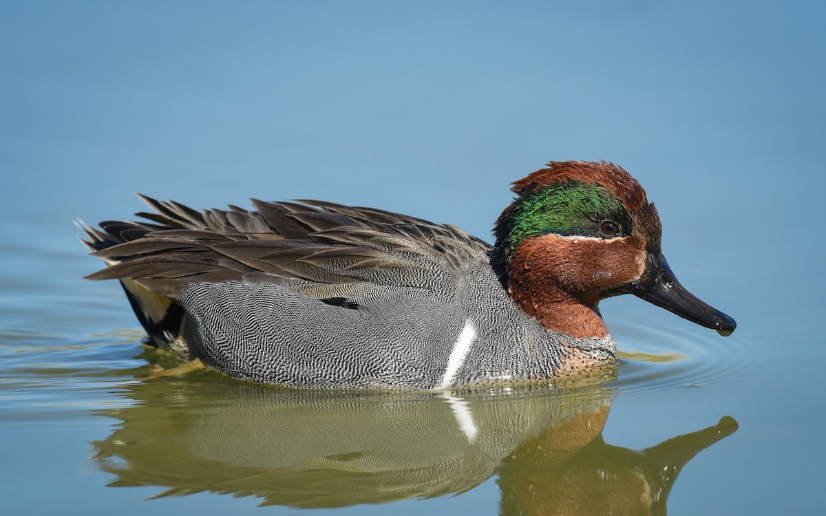 Green-winged Teal - ML85701351