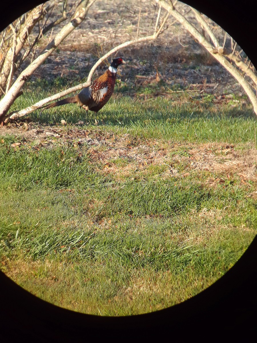 Ring-necked Pheasant - Daniel Irons