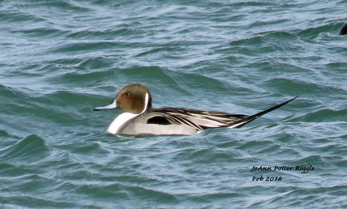 Northern Pintail - JoAnn Potter Riggle 🦤