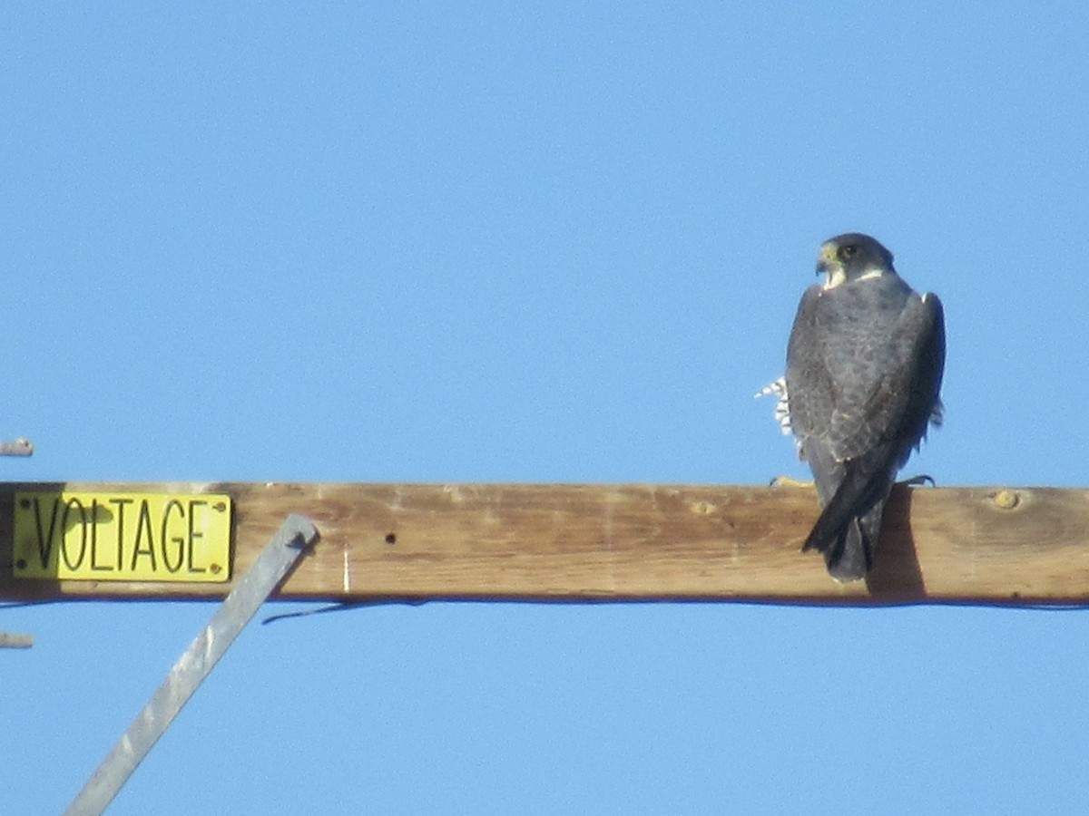 Peregrine Falcon - High Sierra Girl