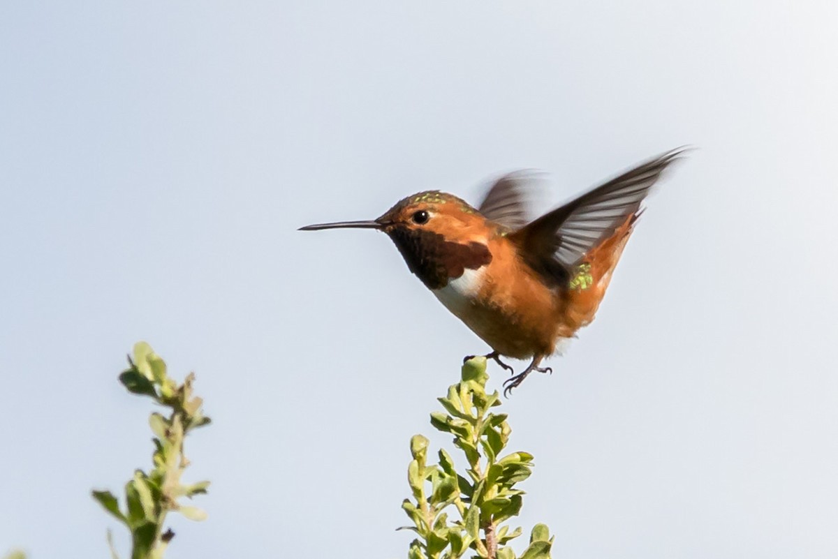 Allen's Hummingbird - Carole Rose