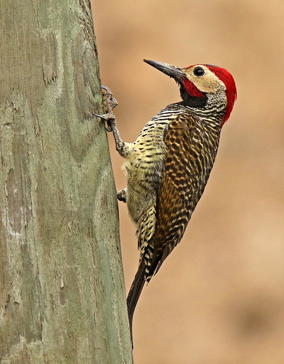 Black-necked Woodpecker - ML85711201