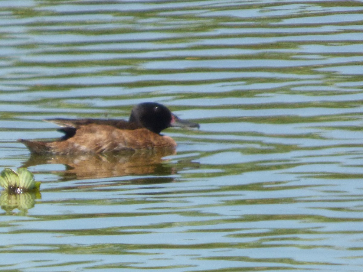 Black-headed Duck - Gaspar Borra