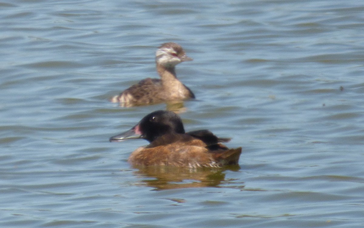 Black-headed Duck - ML85711451