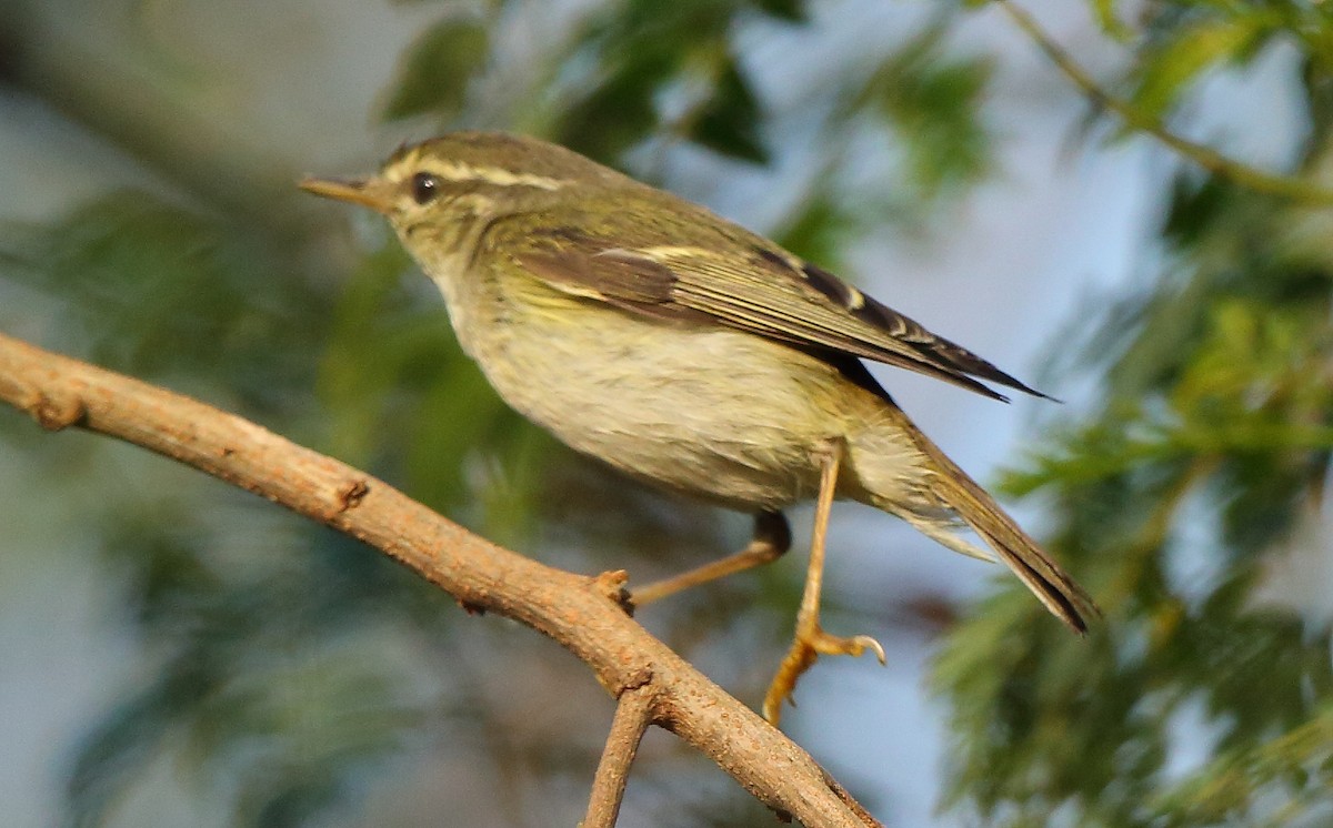 Yellow-browed Warbler - Albin Jacob