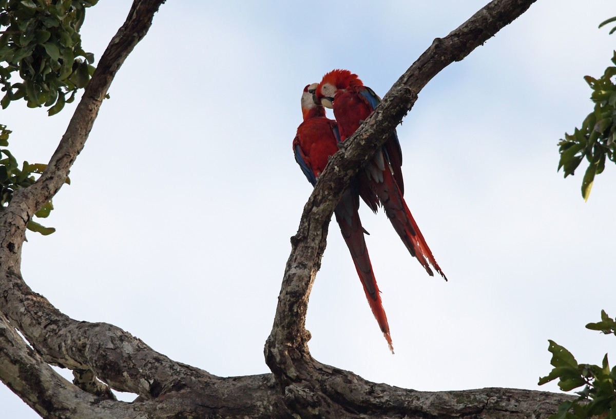 Scarlet Macaw - Joshua Vandermeulen