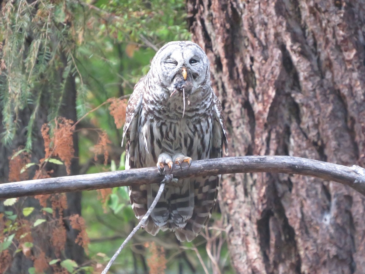 Barred Owl - Braden Judson