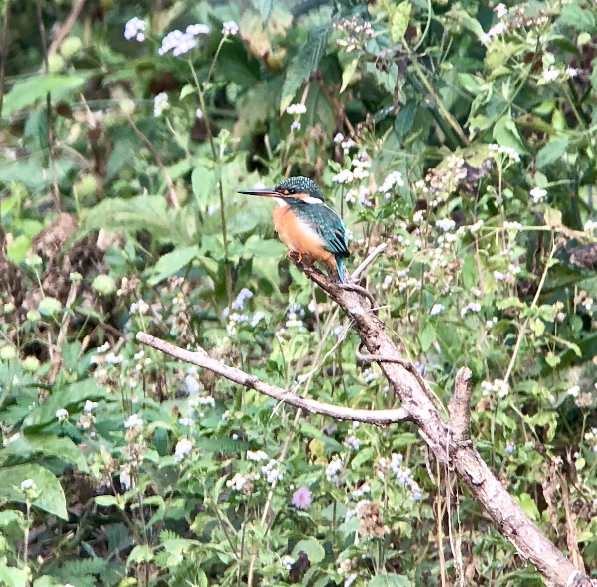 Common Kingfisher - Xiuling Wei