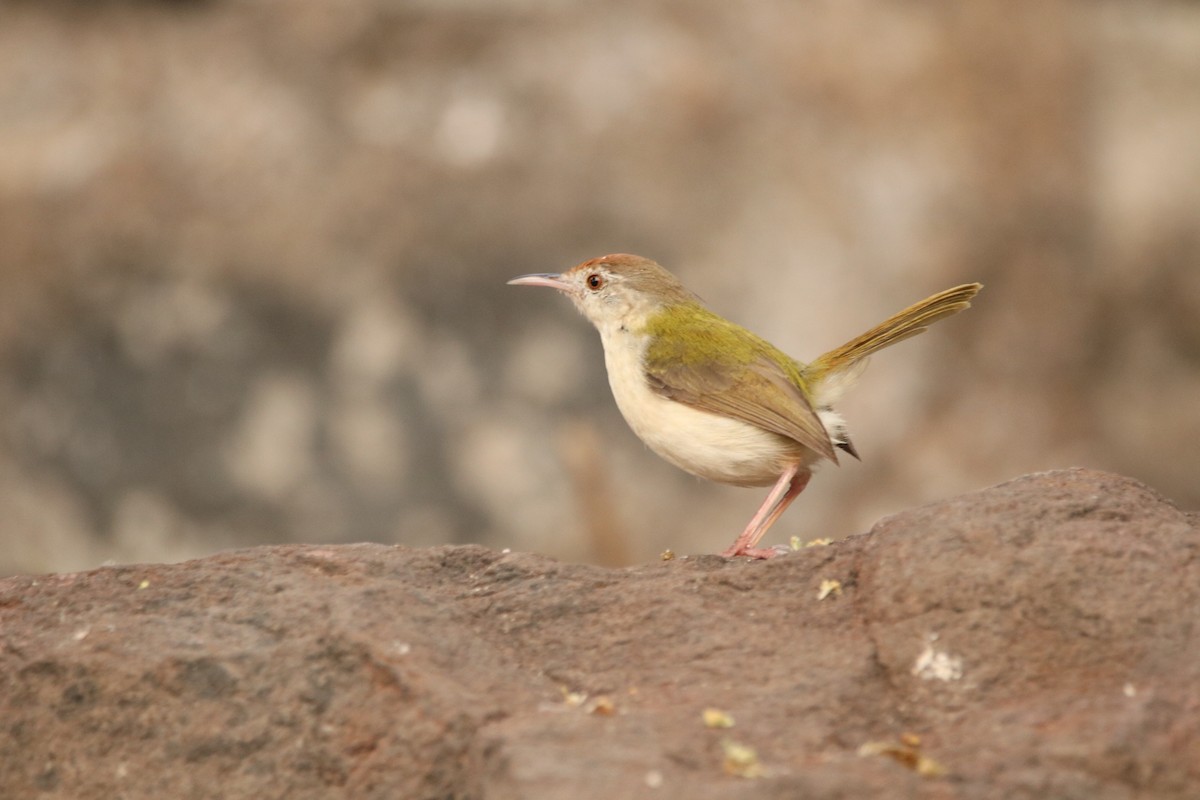 Common Tailorbird - Indranil Bhattacharjee