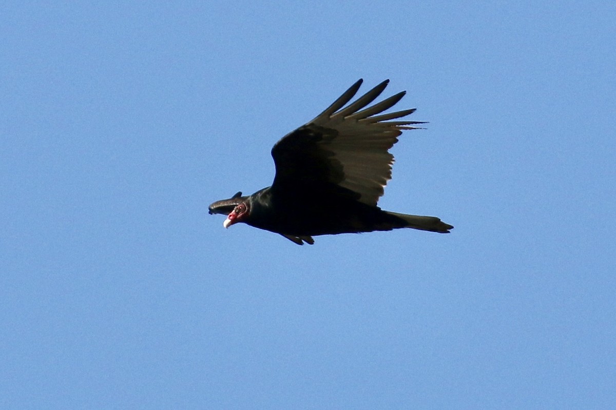 Turkey Vulture - ML85724791