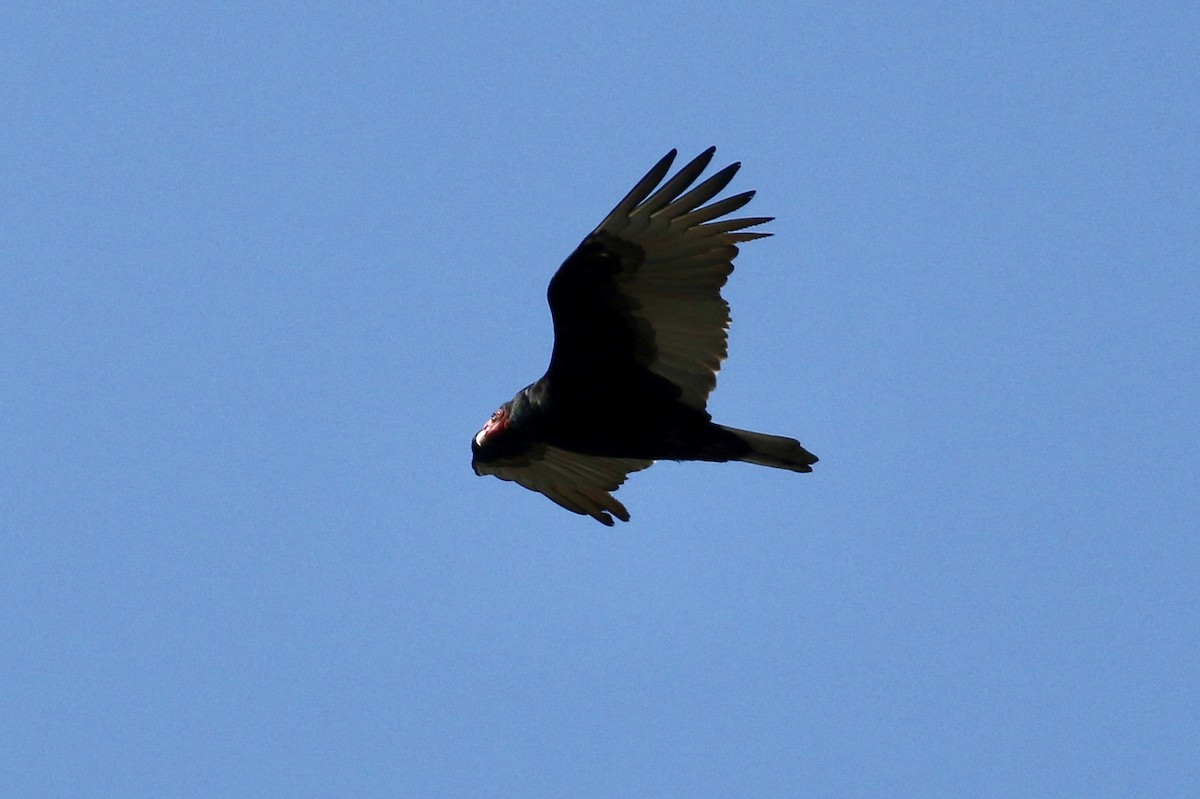 Turkey Vulture - ML85724801
