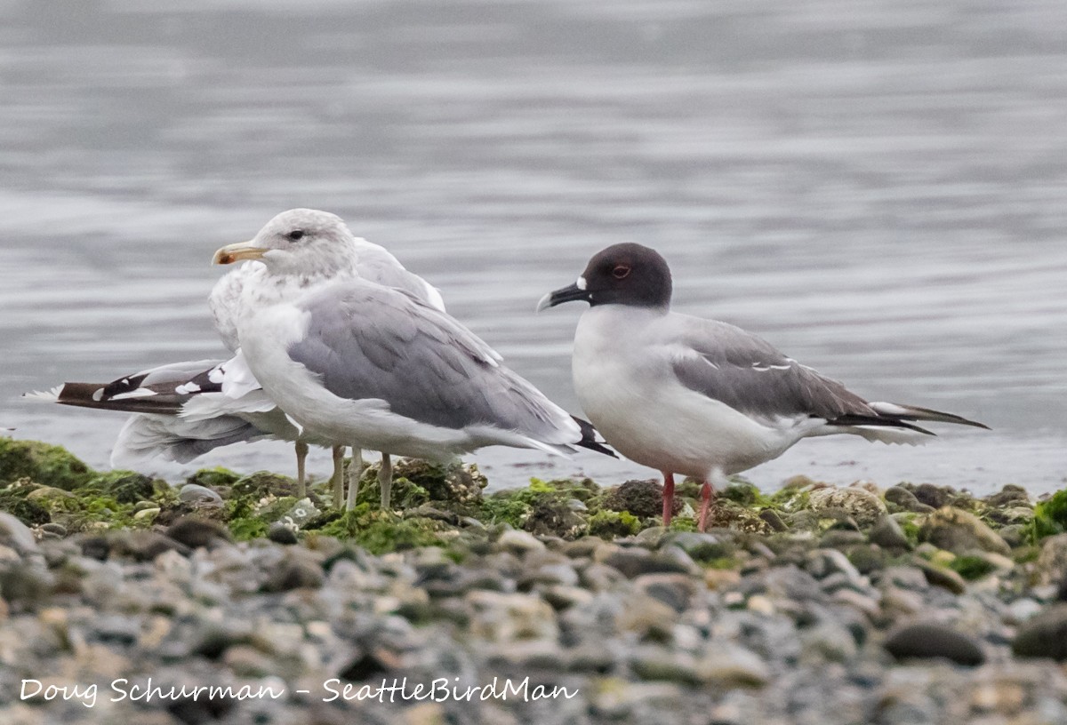 Swallow-tailed Gull - ML85726621
