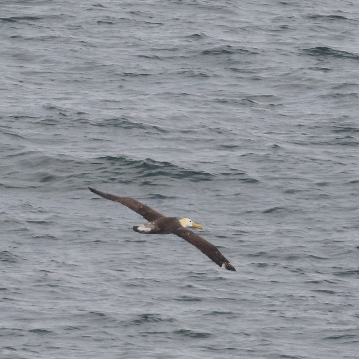Waved Albatross - ML85727481