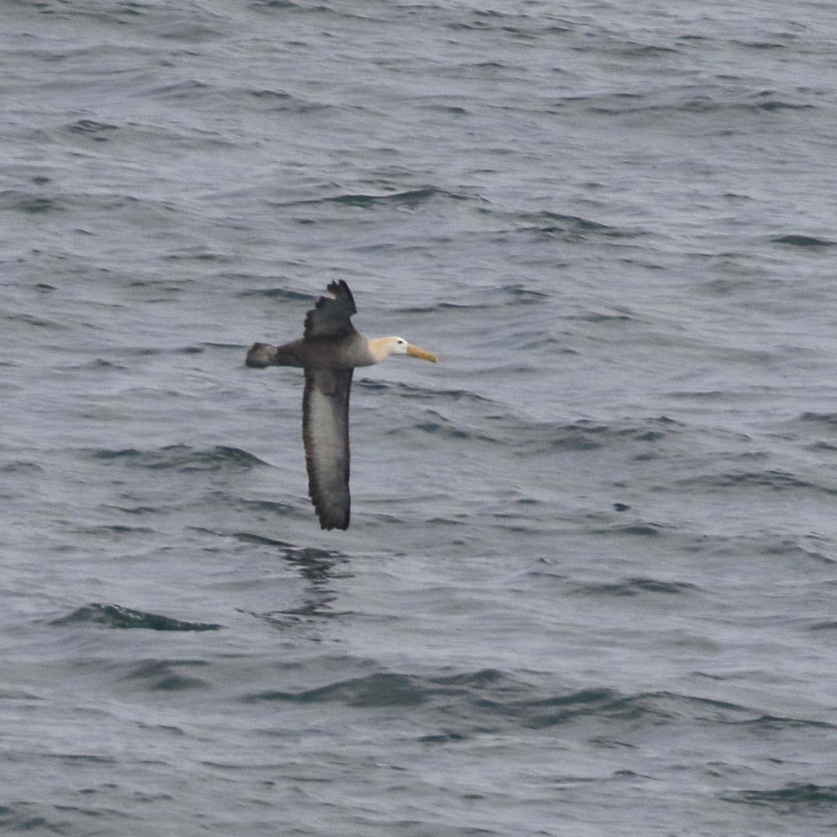 Albatros de Galápagos - ML85727491