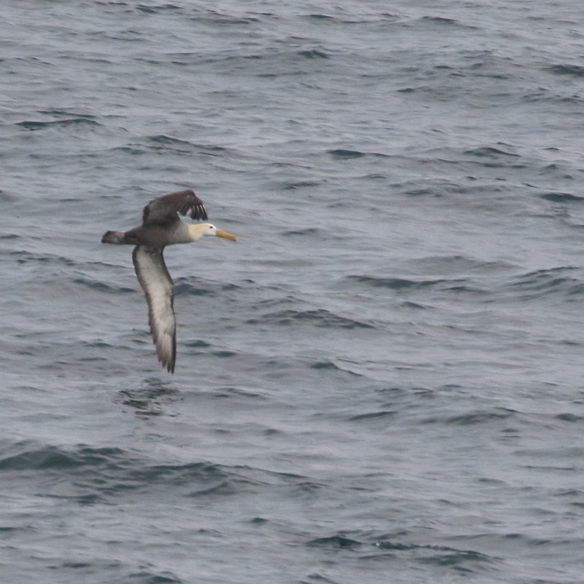Waved Albatross - ML85727501
