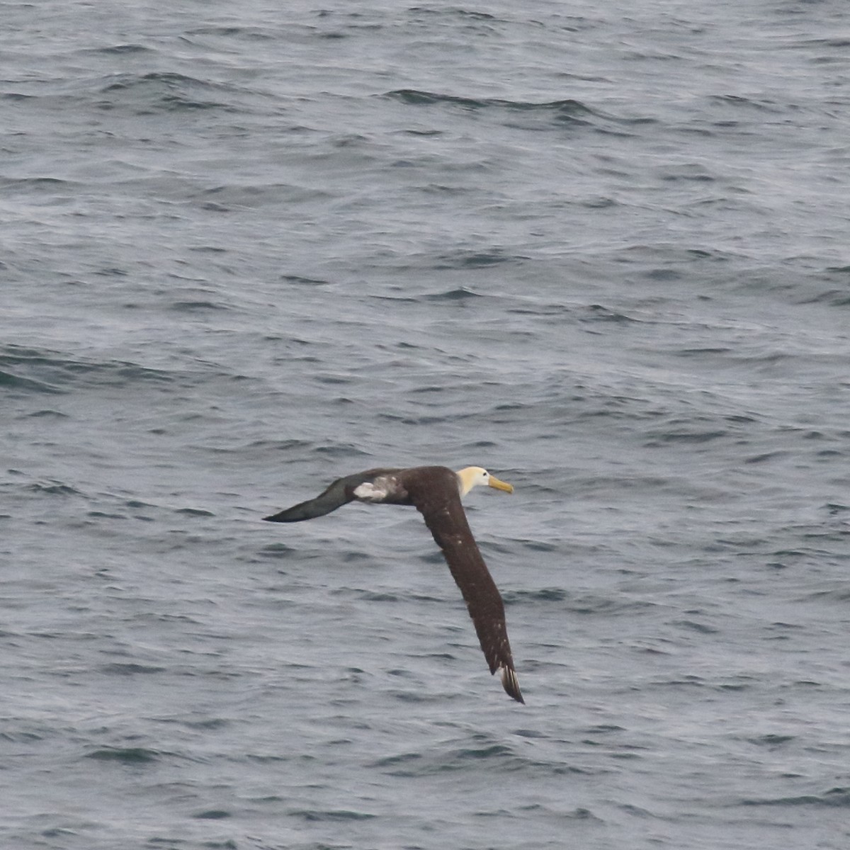 Albatros de Galápagos - ML85727551